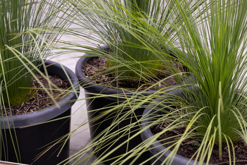 a close up of three pots with green plants in them